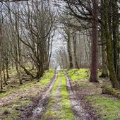 Arnhall Wood