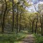 Glen Finglas Wood