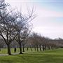 The Meadows