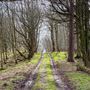 Arnhall Wood