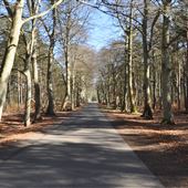 Tentsmuir Forest