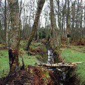 Carnock Moor Woods