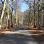 Tentsmuir Forest
