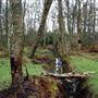 Carnock Moor Woods