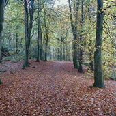 Dalbeattie Forest