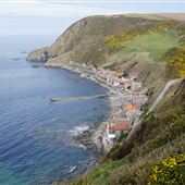Crovie