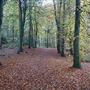 Dalbeattie Forest