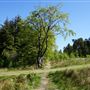 Selm Muir Wood