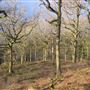 Ross Wood