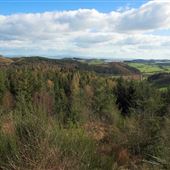 Doach Wood
