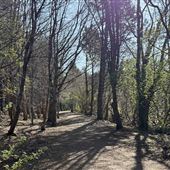 K-Woodlands