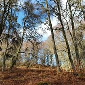Birks of Aberfeldy/ Falls of Moness
