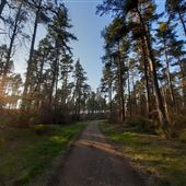 Culbin Forest