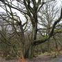 Rough Castle Experiences - Woodland