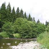 Ae Forest