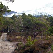 Caledonian Pine Forest Upper Rothiemurchus