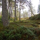 Strathmashie