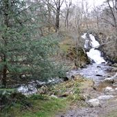 Achray Forest Waterfall