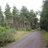 Devilla Forest