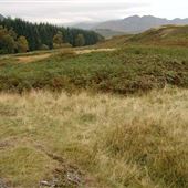 Laggan Wood
