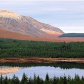 Forest by Loch Dee