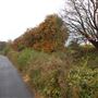 Dams to Darnley Country Park Reservoir Walk