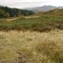 Laggan Wood