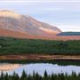 Forest by Loch Dee