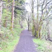 Garscadden Wood