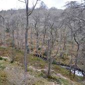 Achray Forest