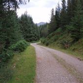 Achnashellach Forest