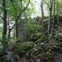 Weem Wood