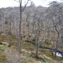 Achray Forest