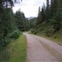 Achnashellach Forest
