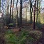 Blackness Woods
