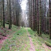 Argyll Estate Woodland