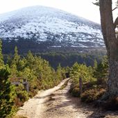 Rothiemurchus Estate
