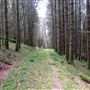 Argyll Estate Woodland